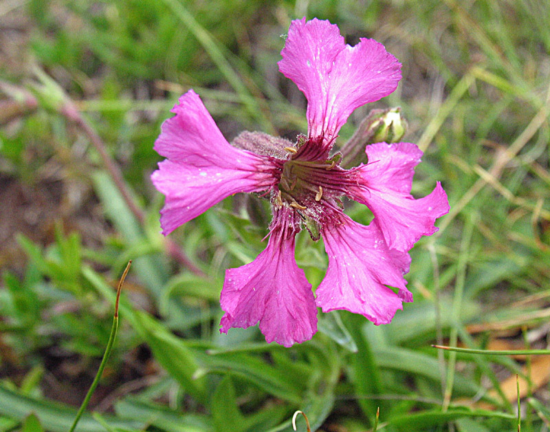 Silene elisabethae  / Silene di Elisabetta